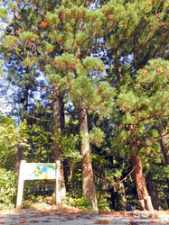 浮島神社(入り口)