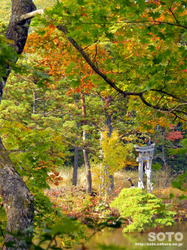 大沼の浮島(浮島神社と紅葉)