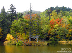 大沼の浮島(紅葉と浮島神社)