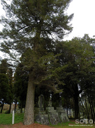 志々岐神社(15)
