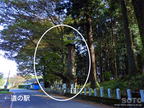 親都神社(大欅)