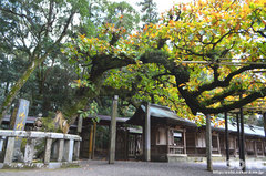 宗像大社(ご神木)