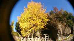 大谷石採石場跡(神社)