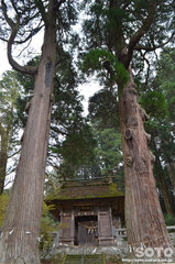 鉾納社(夫婦杉)