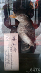 善知鳥神社（10）