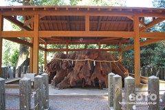 國造神社(大杉2)
