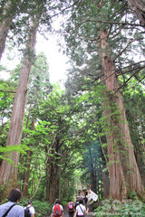 戸隠奥社参道杉並木(1)