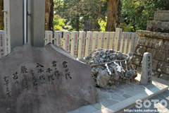 筑波山神社(さざれ石)