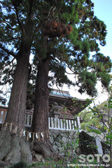 筑波山神社(夫婦杉?)