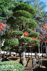 身曾岐神社(3)