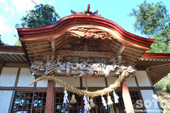 大杉(八坂神社)