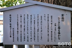椿神社(3)