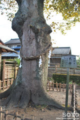 竹駒神社(ご神木)