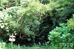 柿原養鱒場(藤と紫陽花)