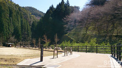 桜滝(1)