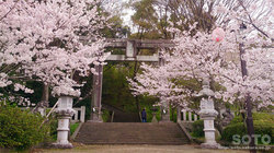 菊池神社鳥居と桜