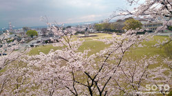 菊池市民広場と桜