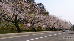 沿道の桜並木