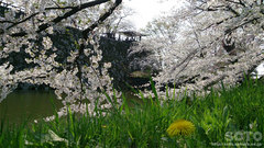 弘前公園の桜(1)