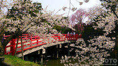 弘前公園の桜(2)