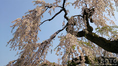 弘前公園の桜(4)