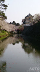 弘前城と桜(1)