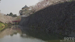 弘前城と桜(2)