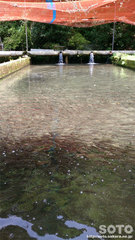 山の神養魚場(2)