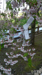 枝垂桜におみくじ
