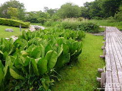 摩周 水郷公園(3)