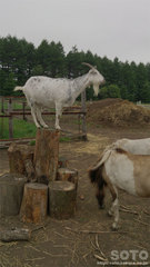 Northpole stable(5)