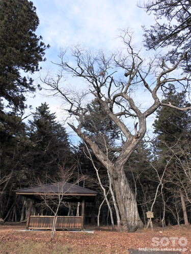 平清盛公の木