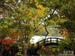 大沼公園(小沼2)