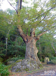 材木岩公園(7)