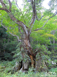 材木岩公園(巨木)