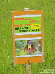 宗谷岬(09)