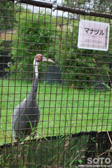阿寒国際ツルセンター(マナヅル)