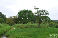 釧路市丹頂鶴自然公園(2)