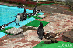釧路市動物園(ペンギン)