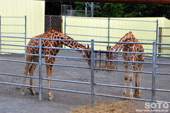 釧路市動物園(キリン)