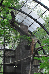 釧路市動物園(シマフクロウ)