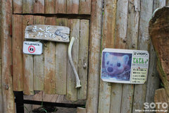 釧路市動物園(エゾクロテン)