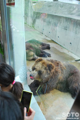 釧路市動物園(エゾヒグマ)