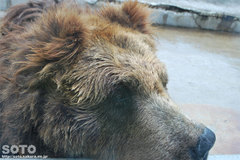 釧路市動物園（エゾヒグマ）