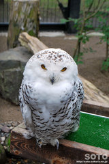 釧路市動物園(シロフクロウ)