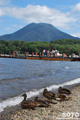 阿寒湖遊覧船(雄阿寒岳と鴨)