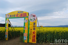 横浜町の菜の花(迷路入口)
