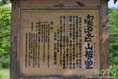 わんだむらんど山桜の里(1)