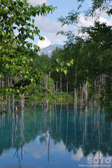 青い池(5)