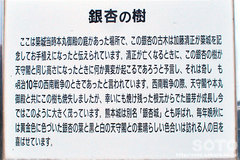 熊本城(銀杏・説明板)